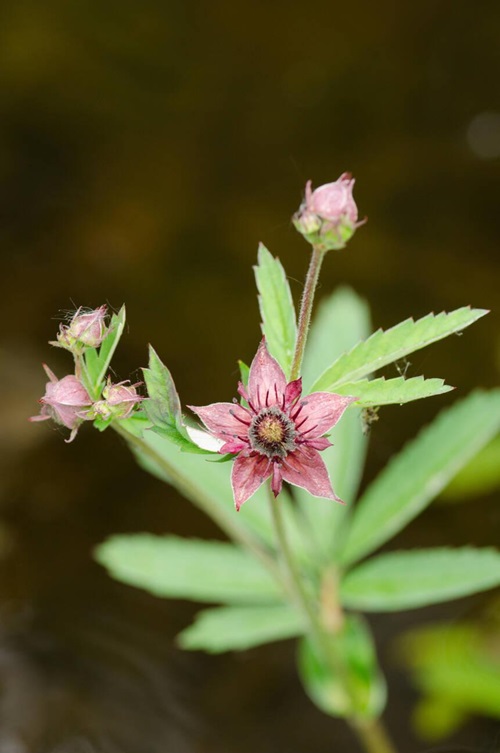 beautiful maroon flower Marsh cinquefoil 11