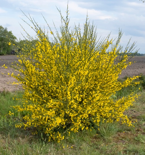 Yellow Wildflowers 59