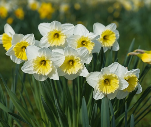 Ivory Flowers 15