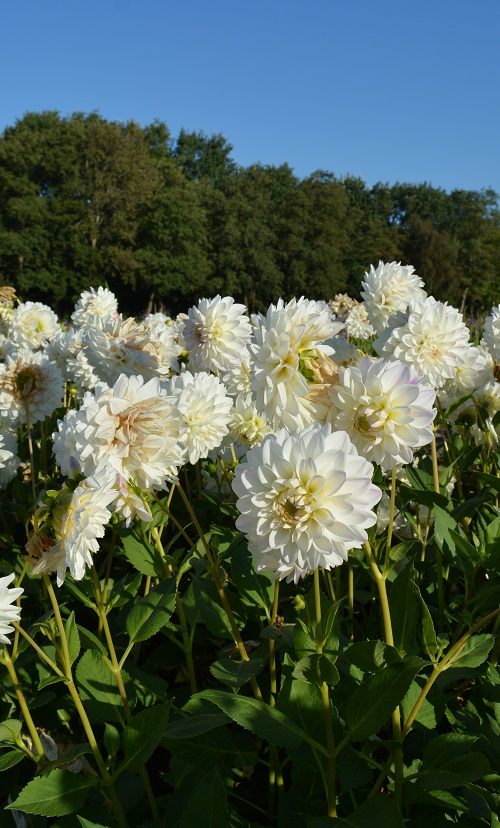 Ivory Flowers 5