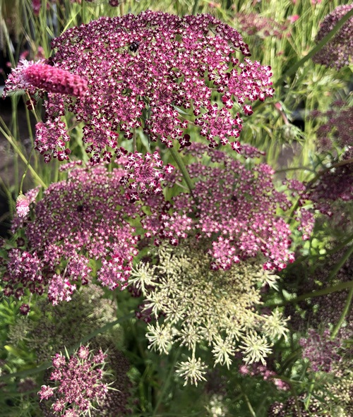 Purple Carrot With Purple Flowers 3