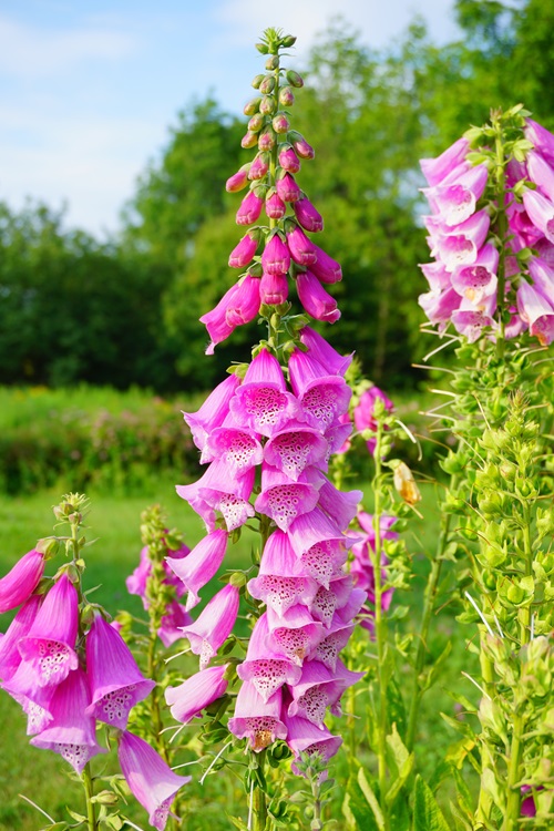 beautiful Foxglove flower 17