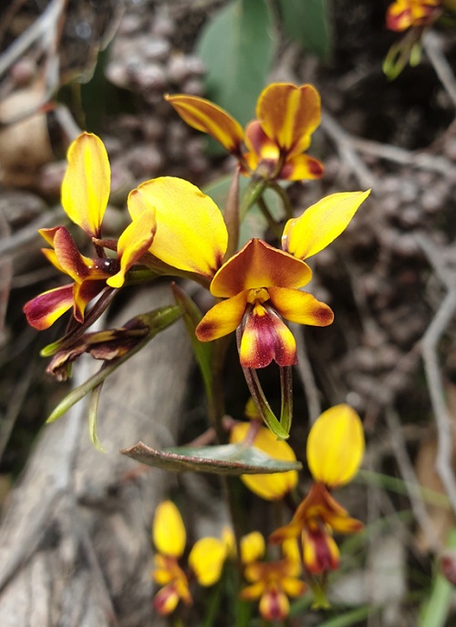 Orchids That Look Like Animals 13