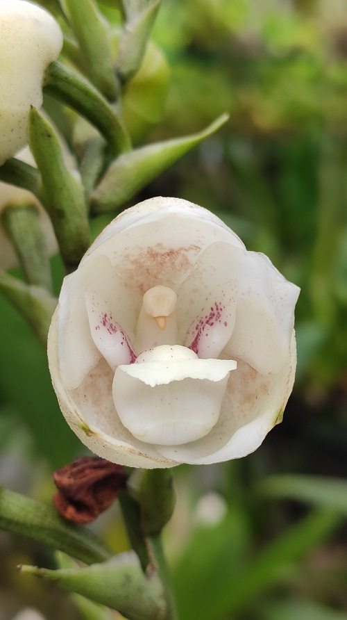 Orchids that Look Like Birds 1