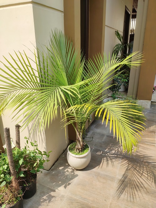 Pigmy Palms 11