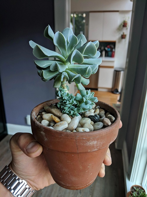 Succulents That Look Like Shrek Ears 3