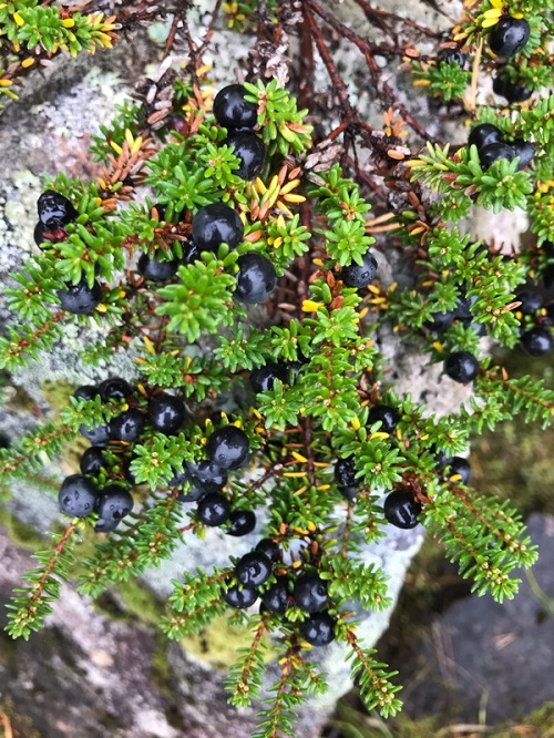 Crowberries 7