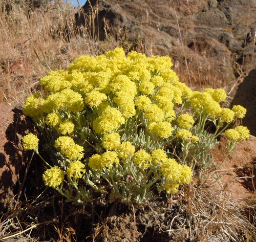 Yellow Wildflowers 7