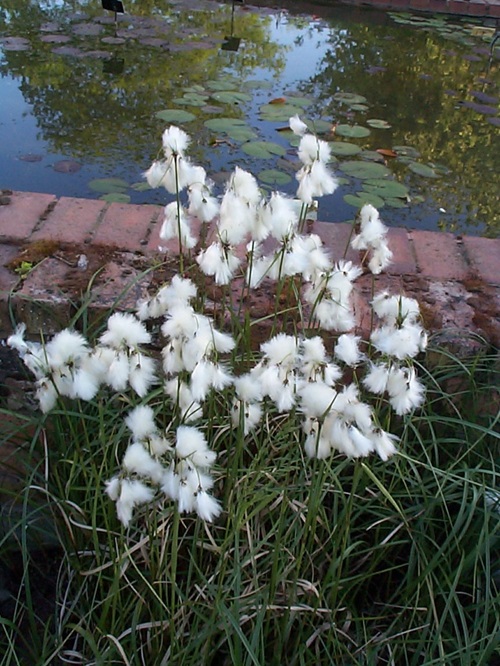 Eriophorum angustifolium5