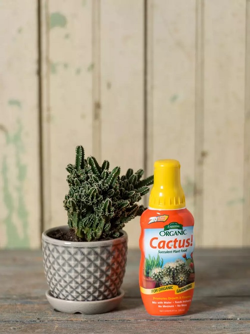 Christmas Cactus Fertilizers 9