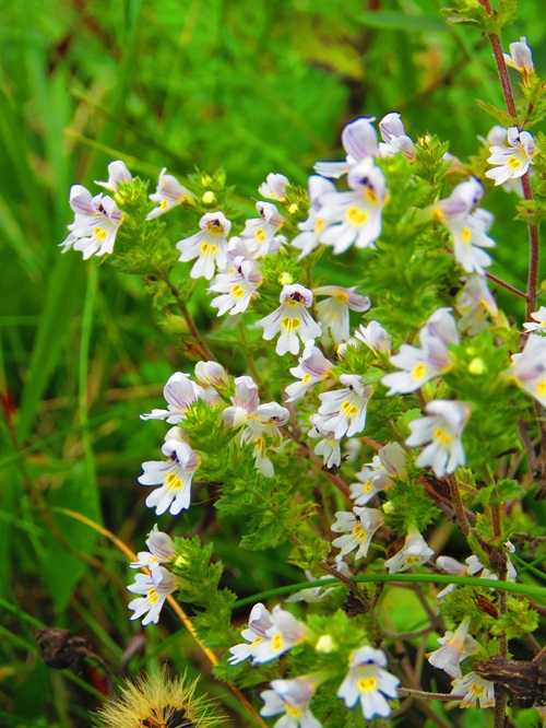 Euphrasia 8