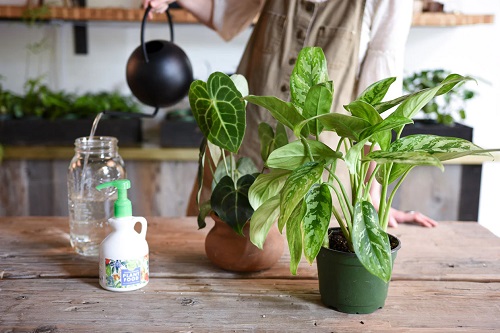 Plants in the Bathroom 9