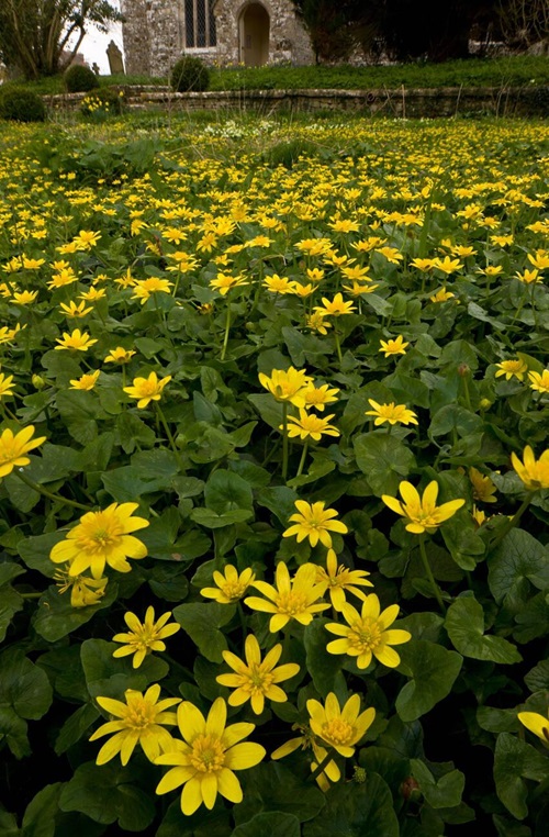 blooming Lesser Celandine flower 13