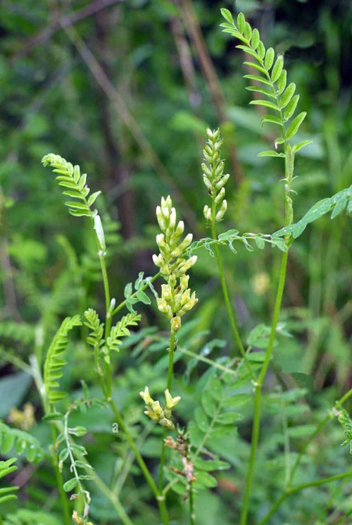 Yellow Wildflowers 43