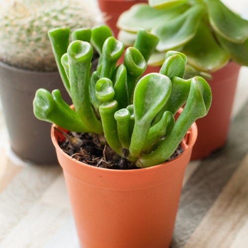 Succulents That Look Like Shrek Ears