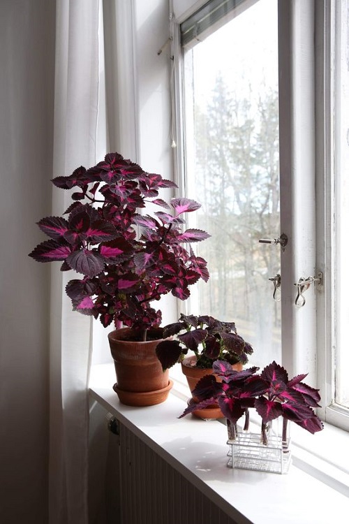 How to Grow Coleus in Water 1