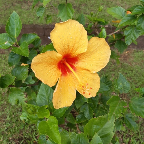 Yellow Flowers With Five Petals 5