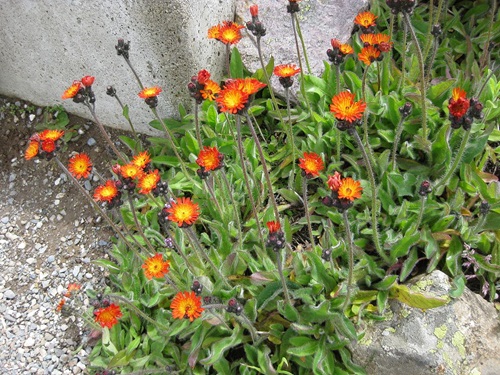 Orange Wildflowers 21