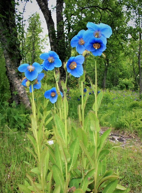 beautiful Poppies