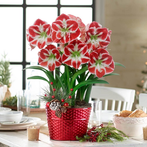 Amaryllis Colors 17