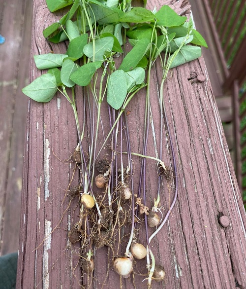 Hog Peanut vs. Poison Ivy 2