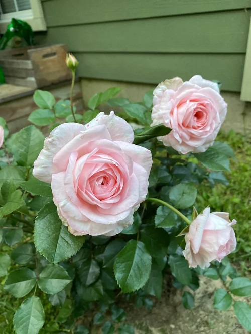 Tips for Bigger rose Flowers 2