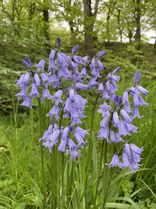 Hyacinthoides non-scripta 2