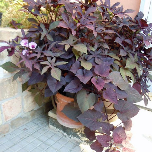 Purple Trailing Plants 12