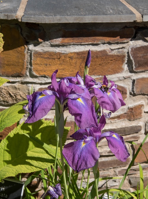 Best Purple Flowers With Yellow Center 3