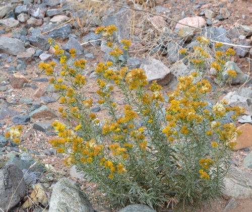 Yellow Wildflowers 47