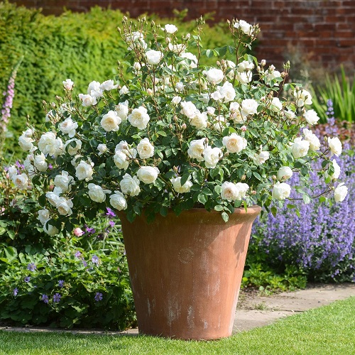 Ivory Flowers 1