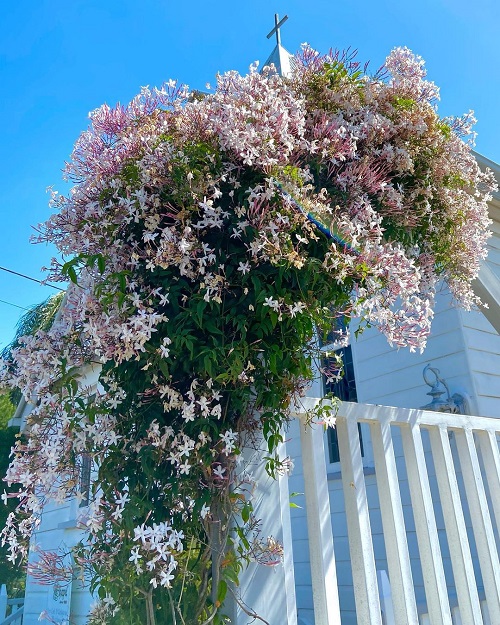 Vines with Pink Trumpet Flowers 5