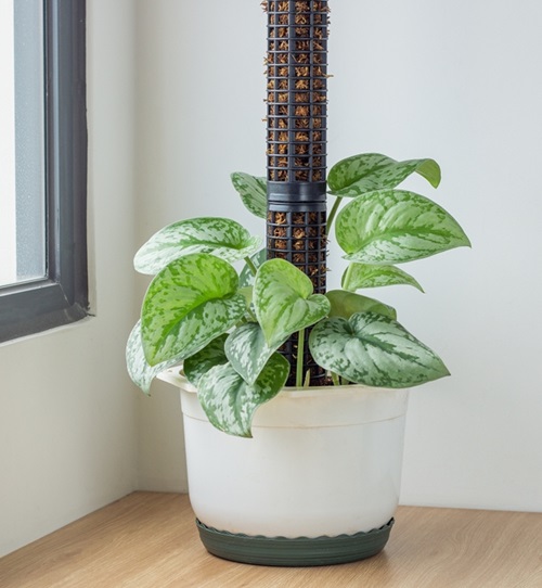 Common Pothos Growing Mistakes 5