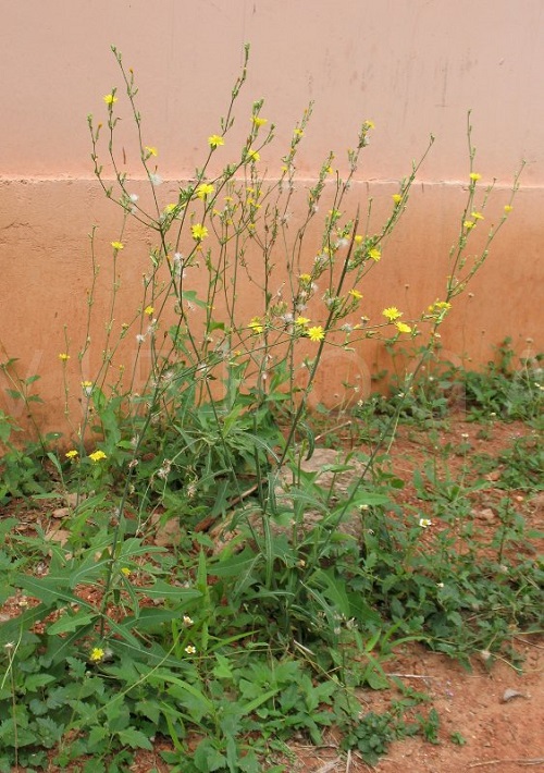 Mullein Look Alikes 1