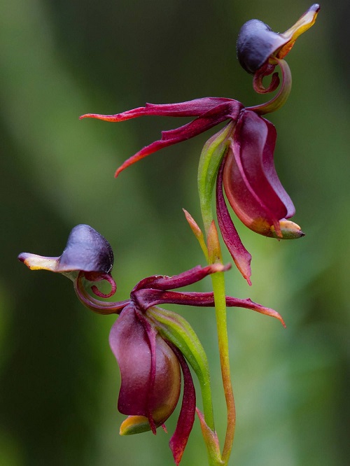 Orchids that Look Like Birds 3