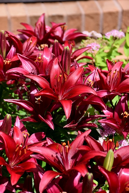 Burgundy Flowers 5