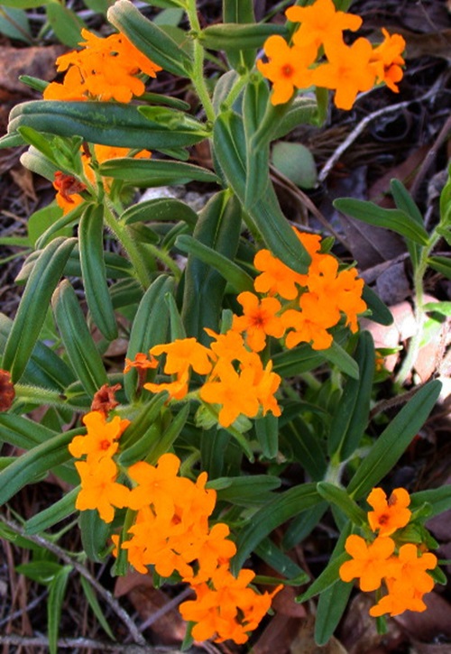 Orange Wildflowers 17