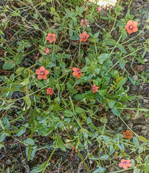 Orange Wildflowers 1