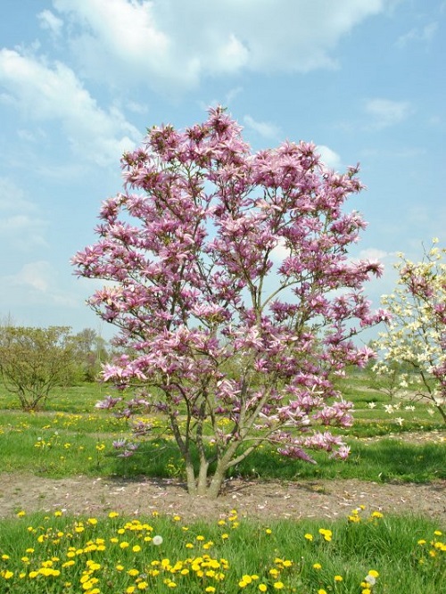 Family of 210 Flowering Plants