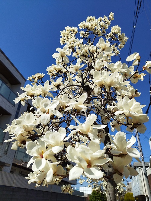 Ivory Flowers 7