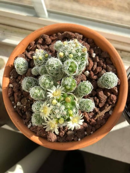 Mini Succulents 13