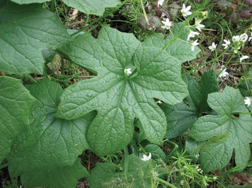 Weeds That Look Like Squash Plant 11