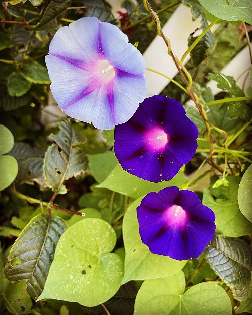 Morning Glory Flower Meaning 3