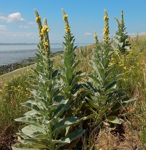 Mullein Look Alikes