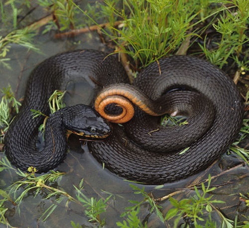 Water Snakes in Ohio 1