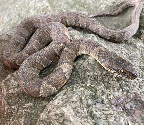 Water Snakes in Ohio 7