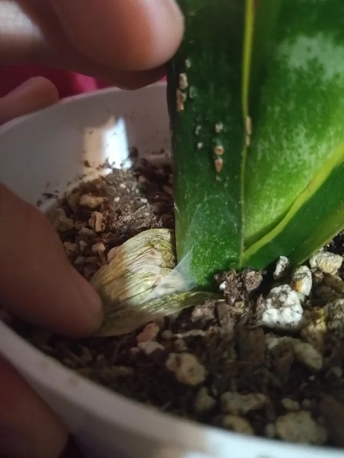 Snake Plant Leaves Falling Over 5