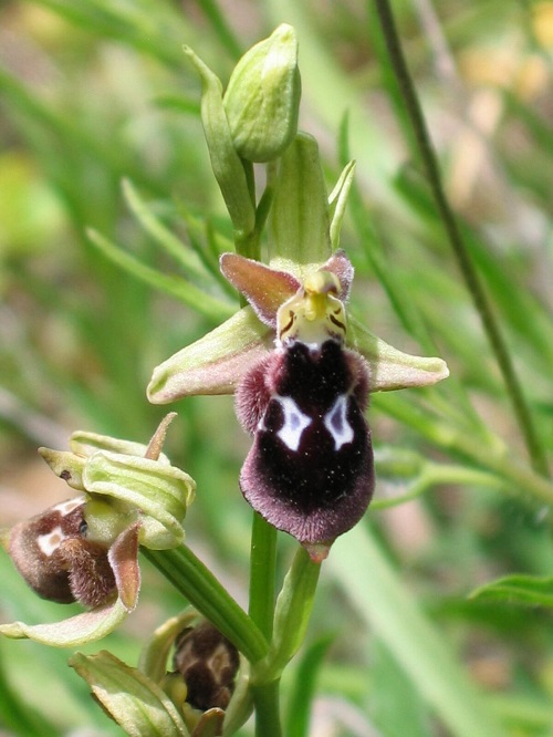 Orchids That Look Like Animals 5