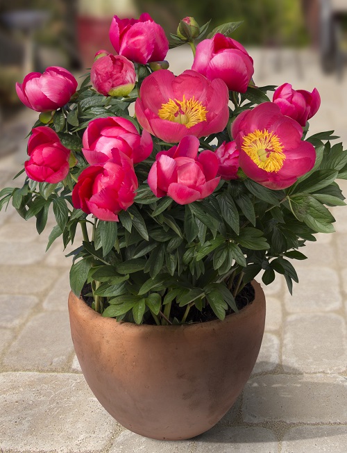 Flowers That Look Like Poppies 7