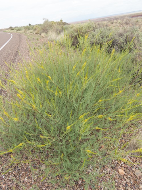 Yellow Wildflowers 21